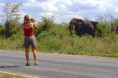 /album/botswana/botswana-2b-incontro-con-elefante-lungo-la-strada-jpg/